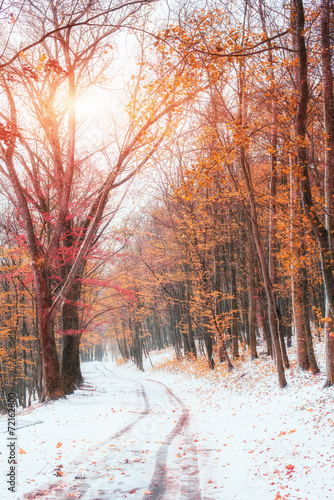 First snow in the forest. photo