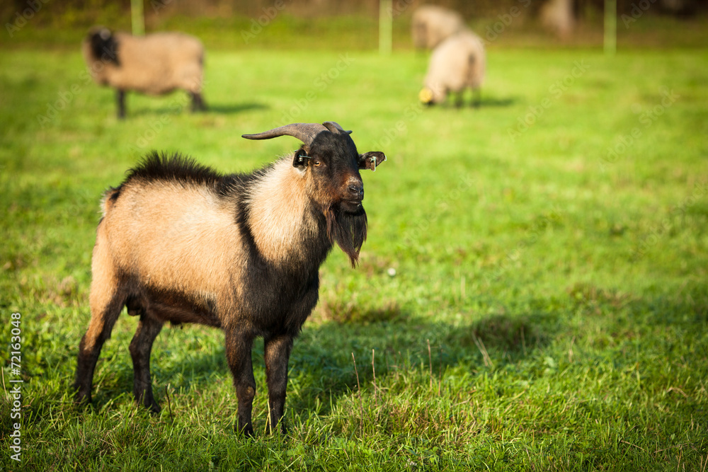 Farm animals: Domestic billy goat on a pasture Farm animals: Domestic billy goat on a pasture