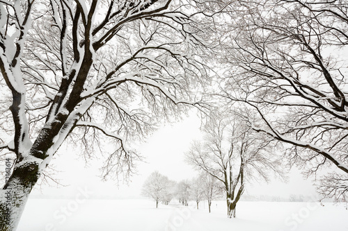 Trees covered in snow