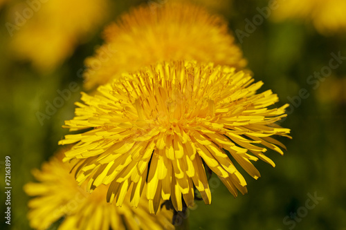 dandelions - photographed are large the plan yellow flowers of a dandelion