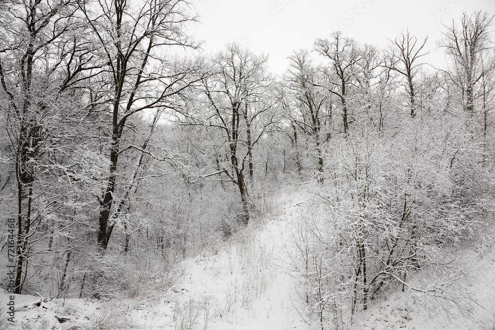 Obraz premium trees in the winter - the trees covered with snow, growing in a winter season