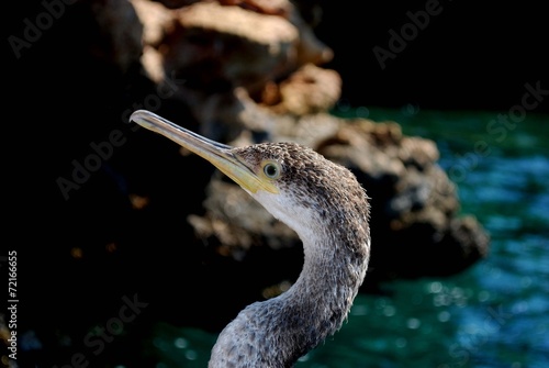 cormorán moñudo