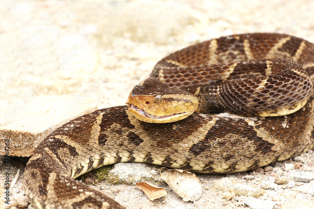 Bothrops asper a venomous pit viper Bothrops asper a venomous pit viper