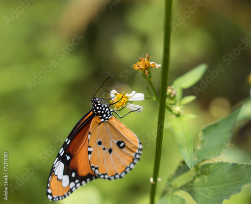 Colorful butterflies feeding on nectar from flowers © sakdinon