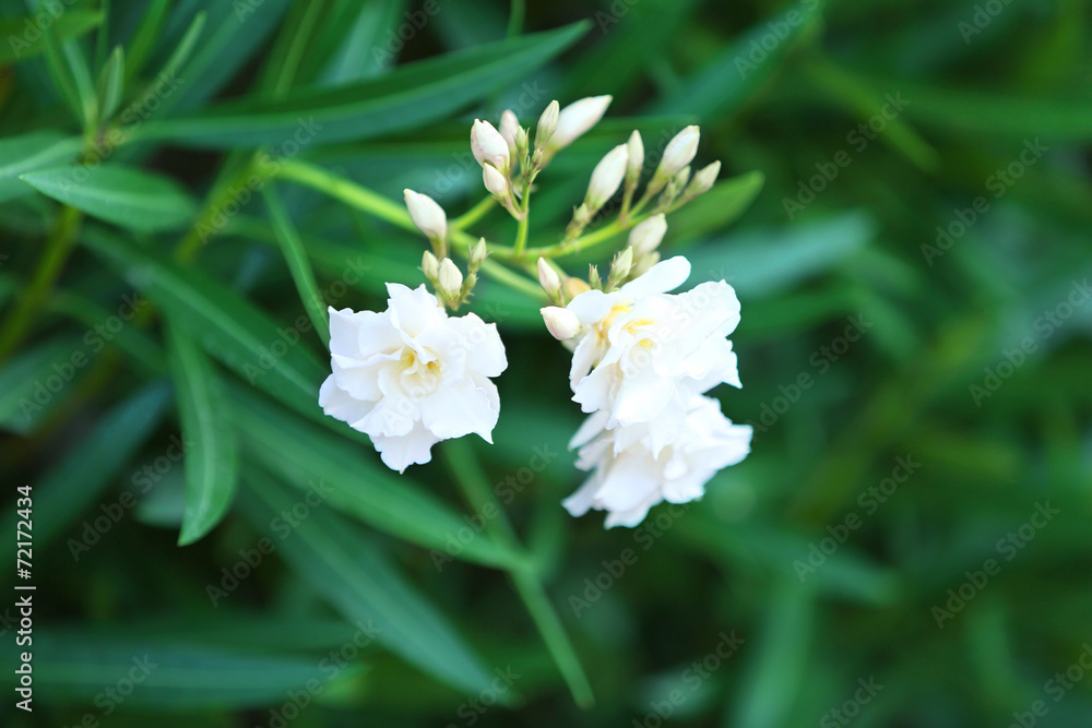 Beautiful flowers, outdoors Beautiful flowers, outdoors