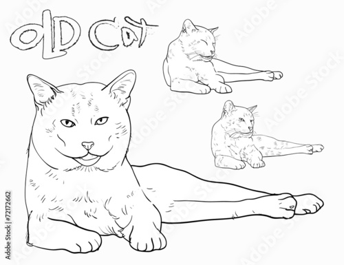 Old  cat