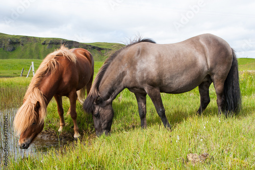Icelandic horse © sumos