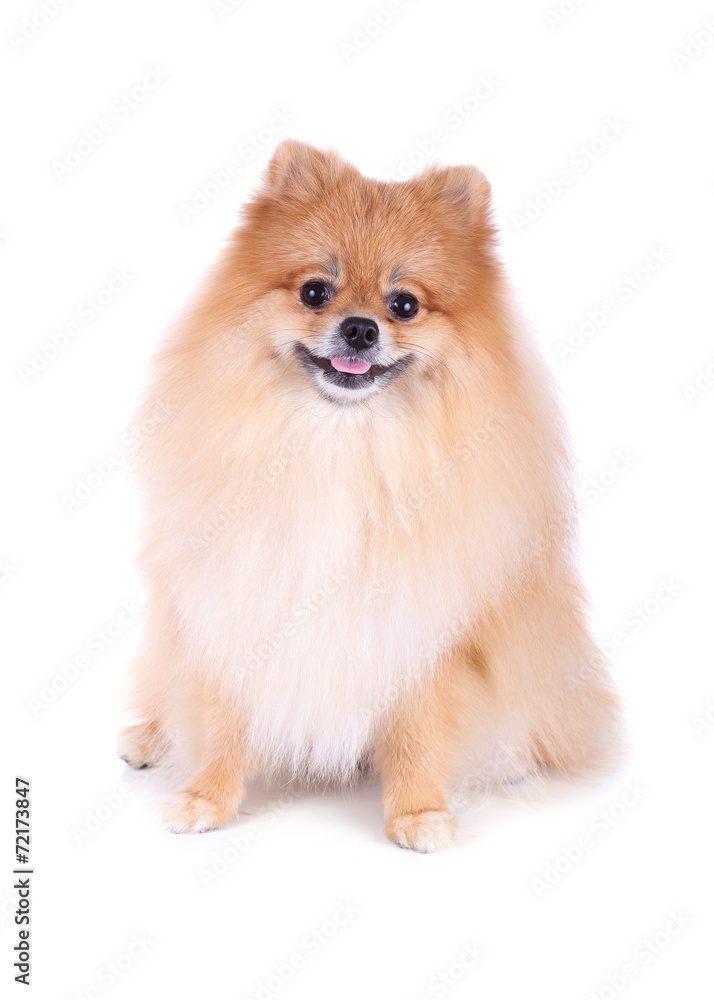 pomeranian dog isolated on white background