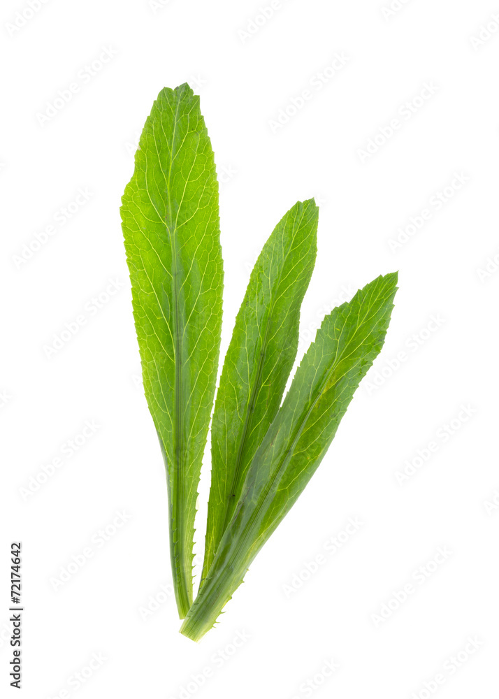 vegetable coriander herb isolated on white background vegetable coriander herb isolated on white background