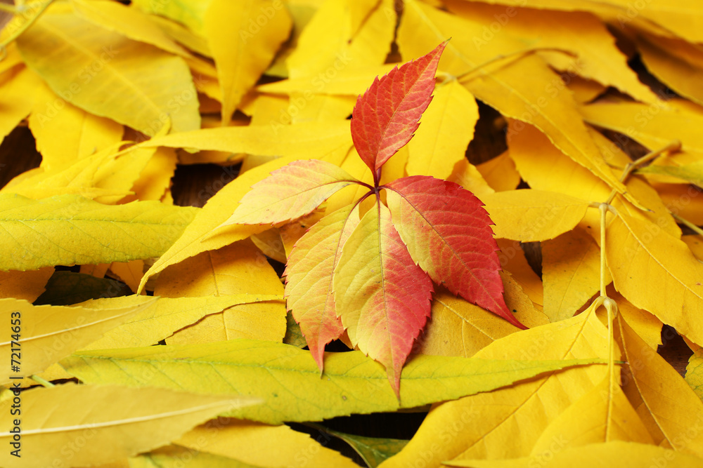 Beautiful autumn leaves background