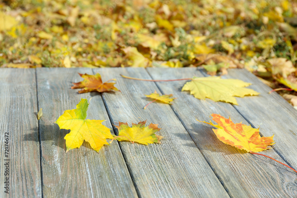 Obraz premium Beautiful autumn leaves