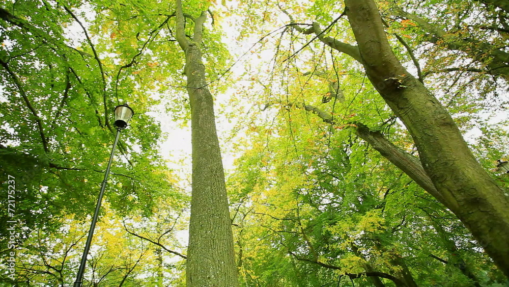 Beautiful autumn trees with colored leaves in park Beautiful autumn trees with colored leaves in park