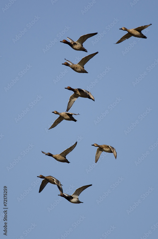 Obraz premium Flock of Redheads Flying in a Blue Sky