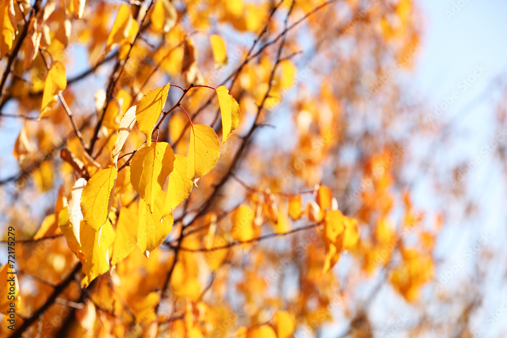Beautiful autumn background