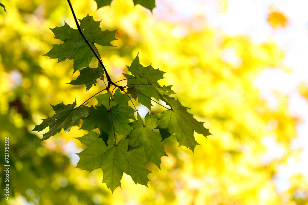 Beautiful tree leaves Beautiful tree leaves