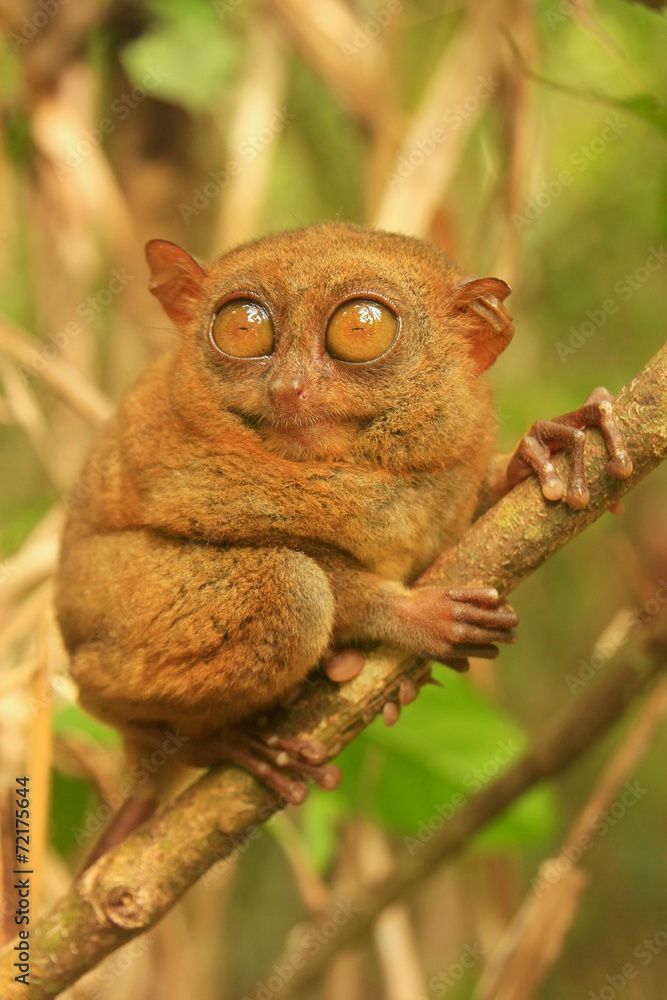 Tarsier sitting on a tree, Bohol island, Philippines Stock Photo ...