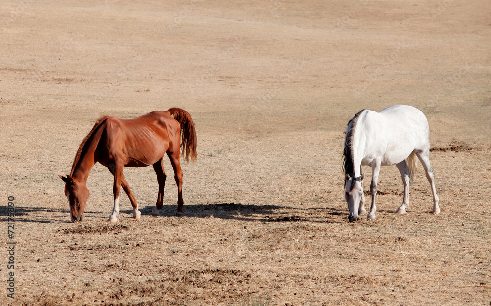 Obraz premium Two horses grazing