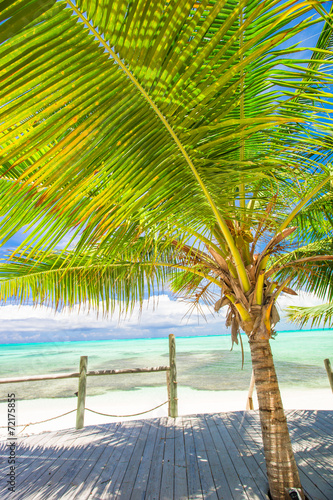 Tropical beach with palms and white sand on Caribbean
