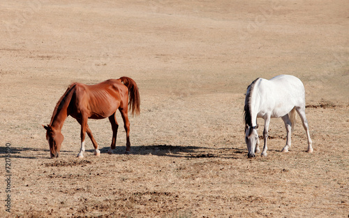 Two horses grazing