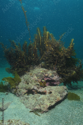 Underwater rock covered in seaweed