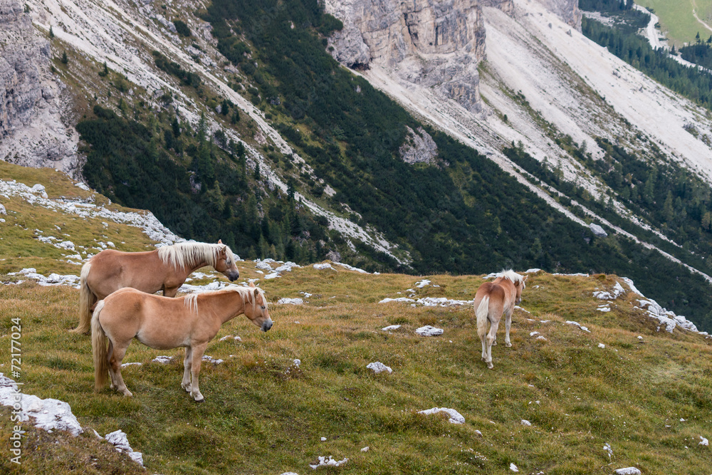 chestnut horses above valley in Dolomites
