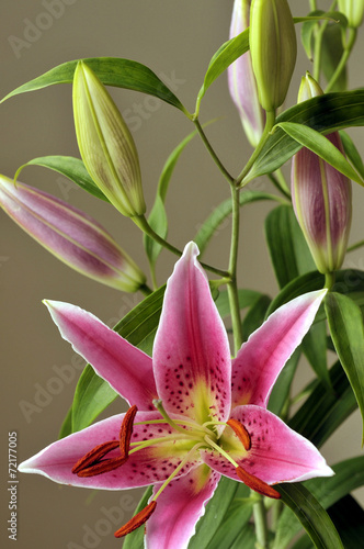 Pink lilly with purple dots in the middle
