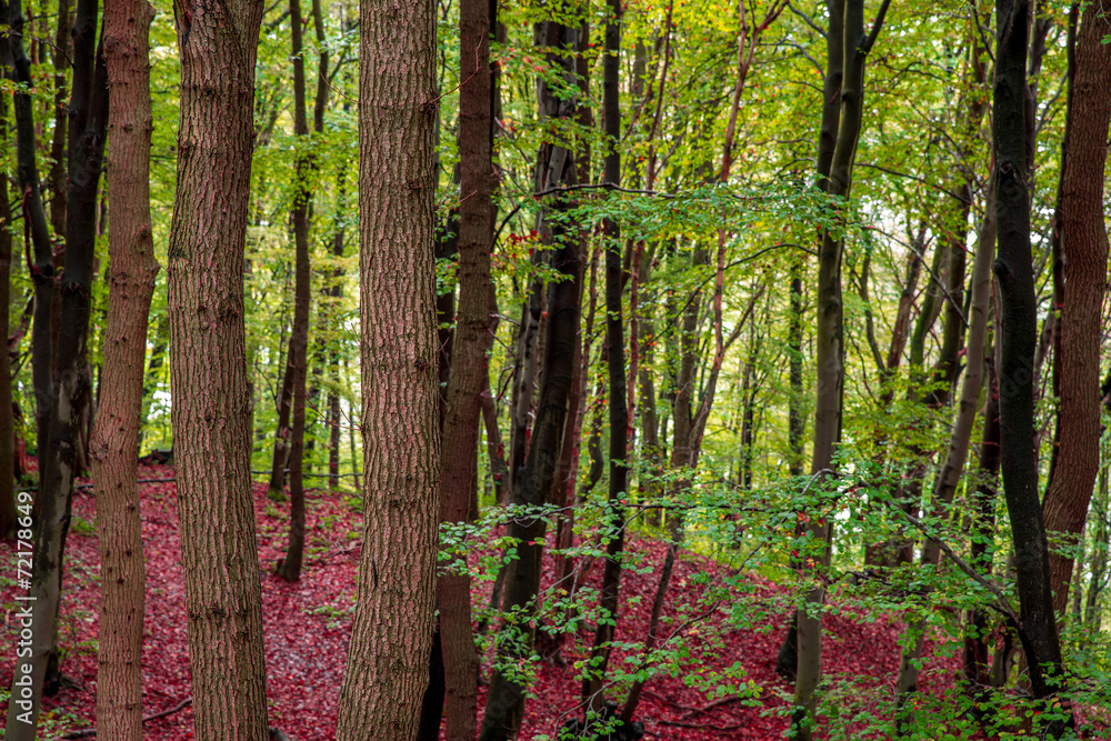 Fototapeta premium Forestry