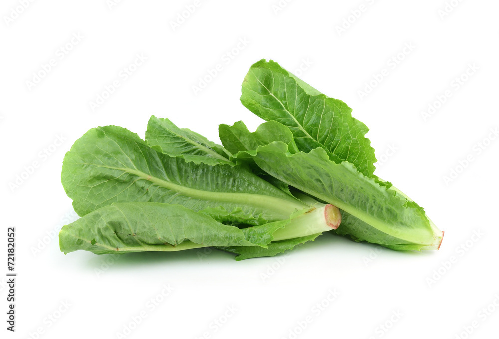 fresh lettuce leaves isolated on white fresh lettuce leaves isolated on white