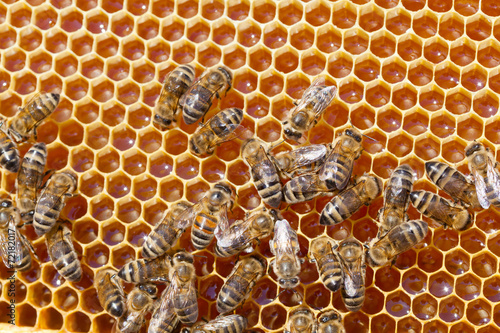 Frame with bee honeycombs filled with honey © Shchipkova Elena