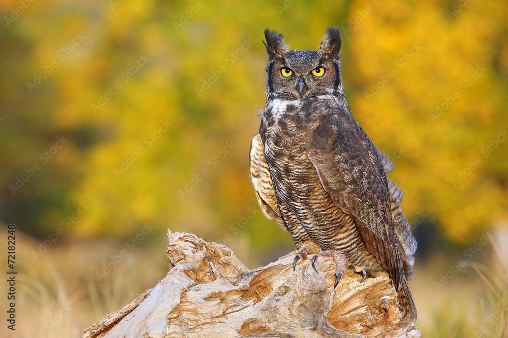 Fototapeta premium Great horned owl sitting on a stump