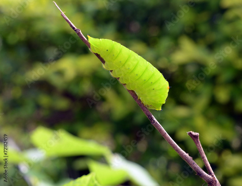 Green worm photo