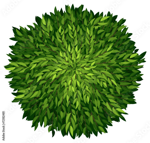 An ashoka tree