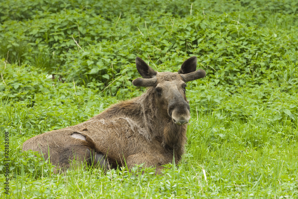 Moose, Alces alces