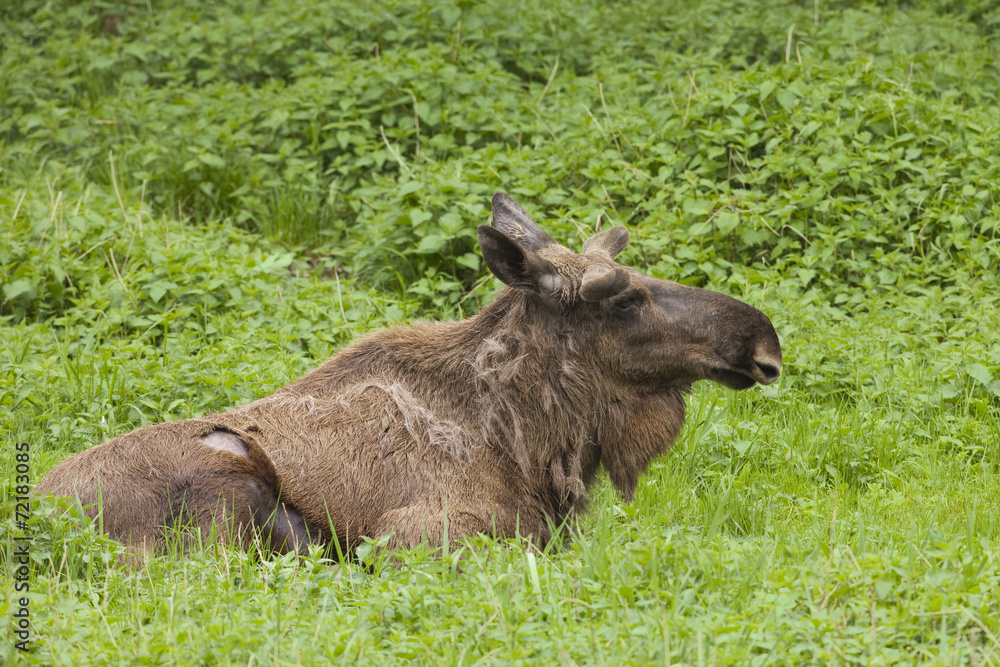 Moose, Alces alces Moose, Alces alces