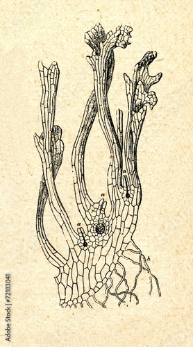 Prothallus of the female field horsetail (Equisetum arvense) photo