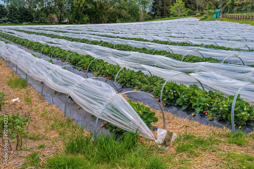 Strawberry farm