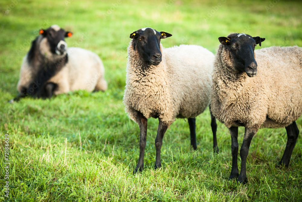 Obraz premium Farm animals: black-head sheeps grazing on a green pasture