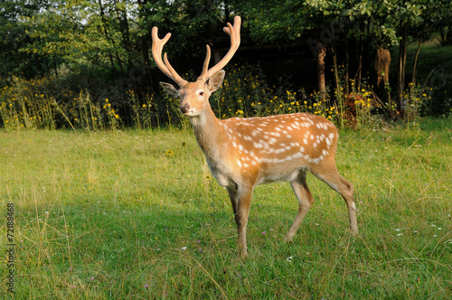 Spotted deer.