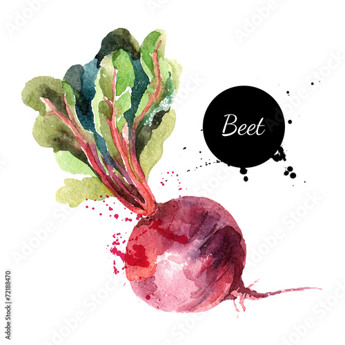 Beet. Hand drawn watercolor painting on white background. Vector