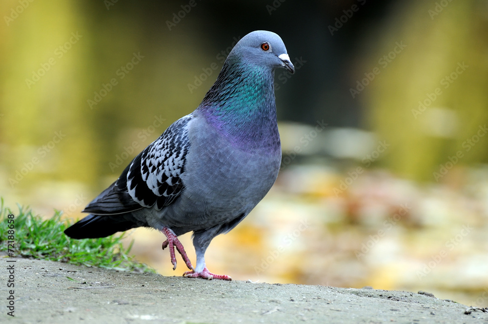 Portrait of a pigeon. - obrazy, fototapety, plakaty 