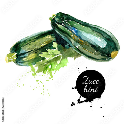 Zucchini. Hand drawn watercolor painting on white background. Ve