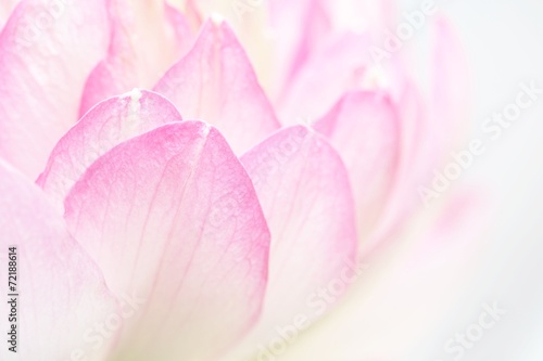 Fototapeta Naklejka Na Ścianę i Meble -  Lotus petals