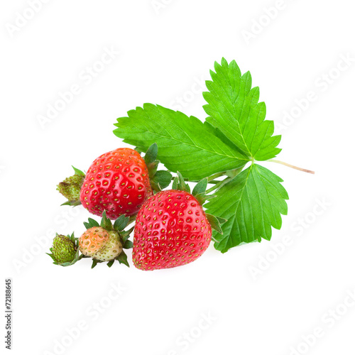 Fototapeta Naklejka Na Ścianę i Meble -  Organic Strawberries