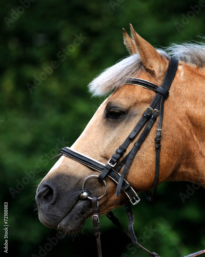 Portrait of brown horse.