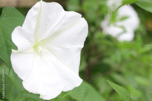 Chinese paper flower