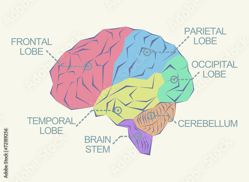 Anatomy of the brain as abstract illustration
