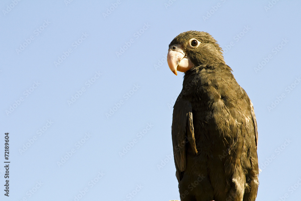 Fototapeta premium Lesser Vasa Parrot (Coracopsis nigra) feeding on berries at Ifat