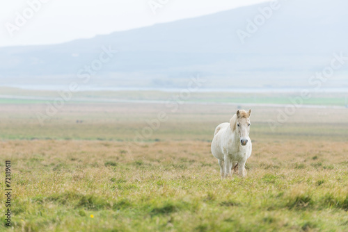 Horizontal view of Icelandic horse in the Pasture