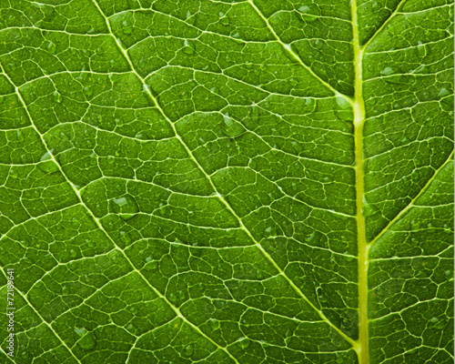 green leaf