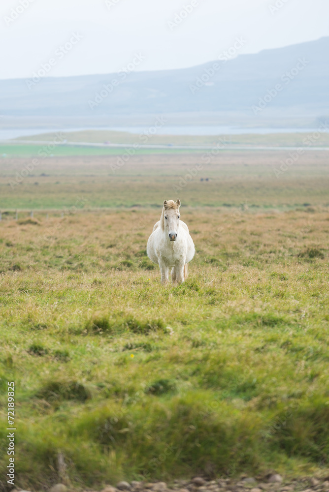 Obraz premium Vertical view of Icelandic horse in the Pasture